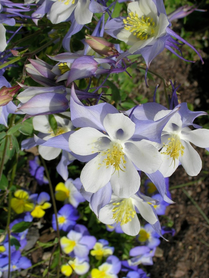 Columbine - One Breck Place 1