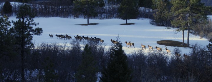 Elk Parade for Ginger's Birthday