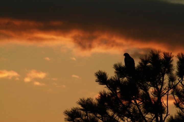 Red Tailed Hawk at Sunset